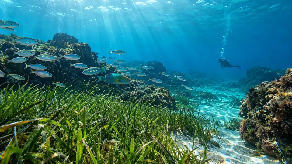 Pradera de seba con un banco de peces plateados, una vieja y un buceador al fondo bajo los rayos del sol